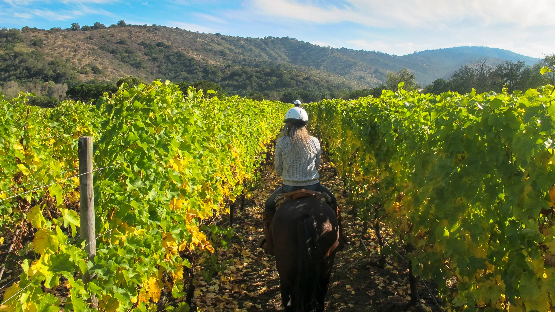 Horseback Ridings and Wine Tastings in a Winery of San Gimignano