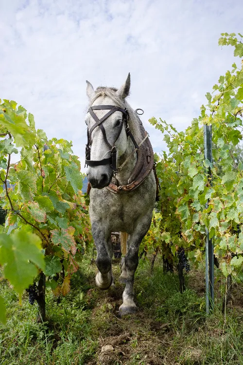 Horseback Ridings and Wine Tastings in a Winery of San Gimignano