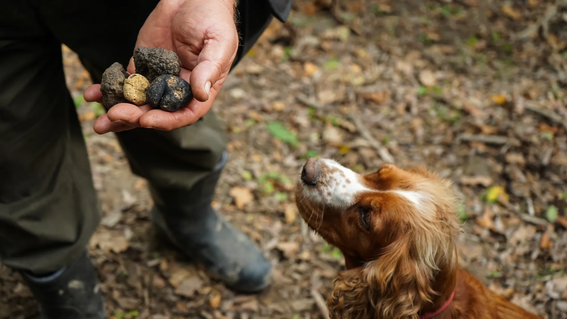 Truffle Hunting in the Tuscany Hills of Florence