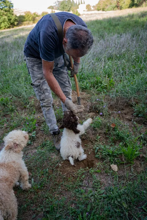 Truffle Hunting in the Tuscany Hills of Florence