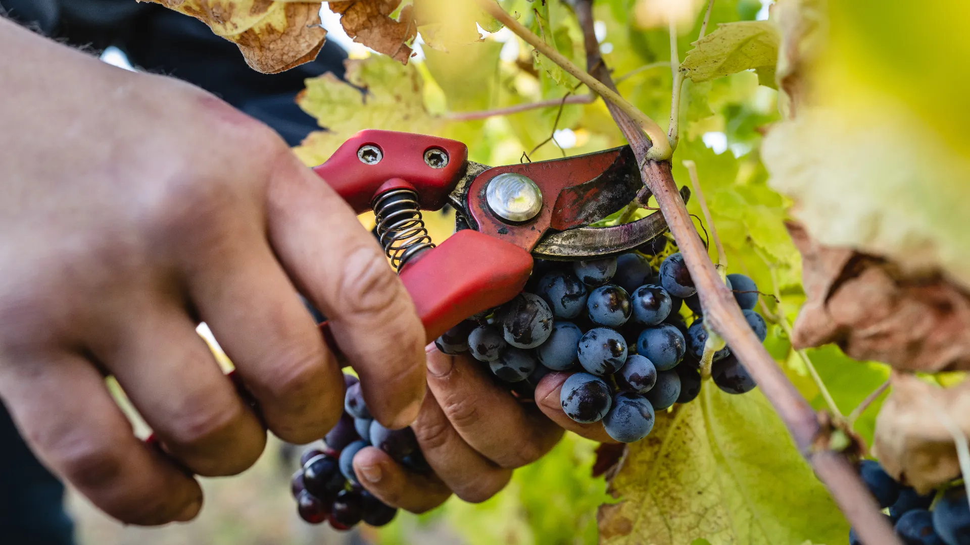 Grape Stomping with Lunch and Wine Tasting in the Vineyards