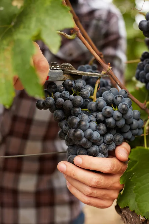 Grape Stomping with Lunch and Wine Tasting in the Vineyards