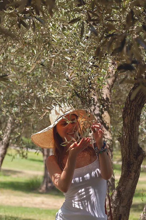 Olive Harvest Experience in Tuscany