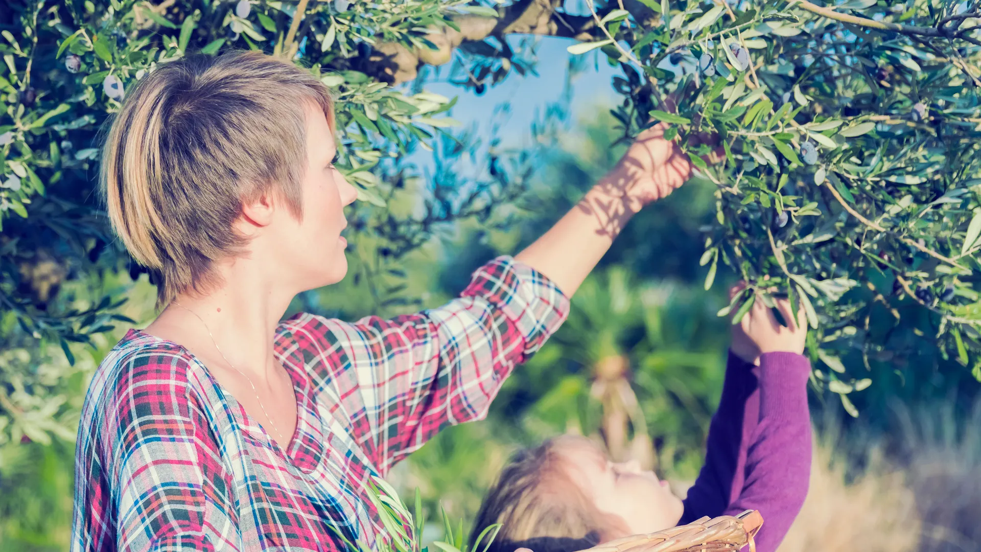 Olive Harvest Experience in Tuscany